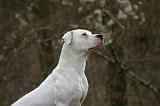 DOGUE ARGENTIN 488